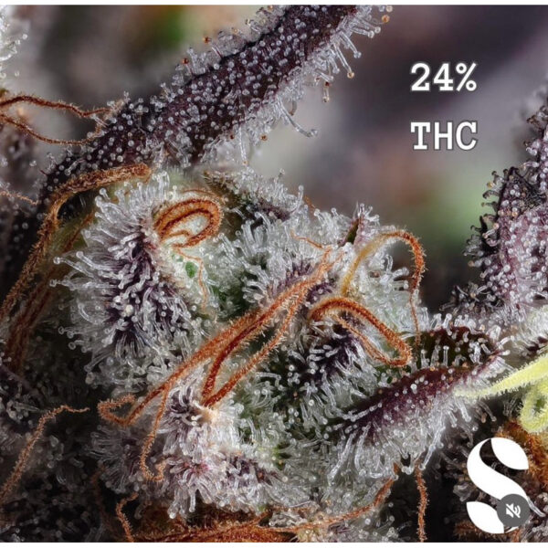 เมล็ดกัญชา Wedding Cake (Auto) - Seeds Genetics.Co - Image 6