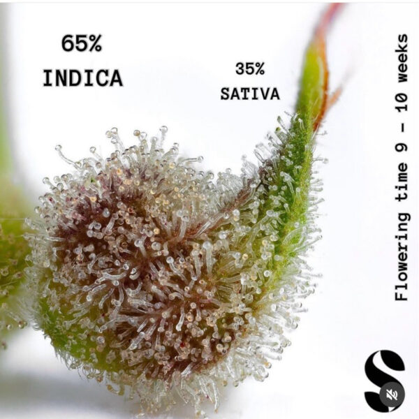 เมล็ดกัญชา Wedding Cake (Auto) - Seeds Genetics.Co - Image 5
