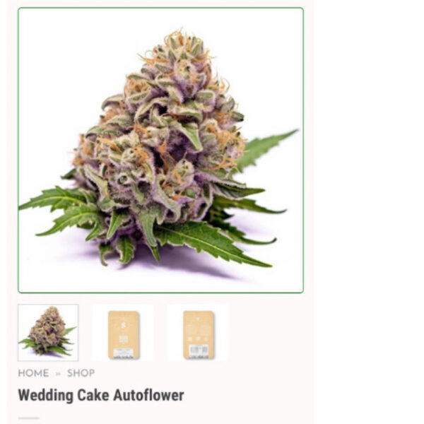 เมล็ดกัญชา Wedding Cake (Auto) - Seeds Genetics.Co - Image 4
