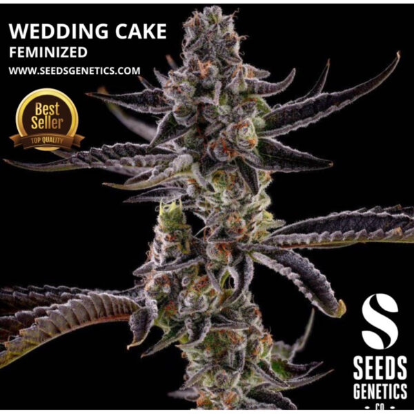 เมล็ดกัญชา Wedding Cake (Fem) - Seeds Genetics.Co - Image 2