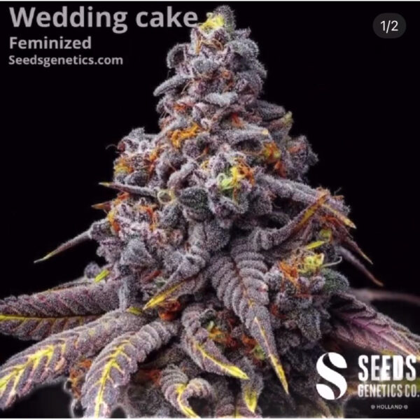 เมล็ดกัญชา Wedding Cake (Fem) - Seeds Genetics.Co - Image 6