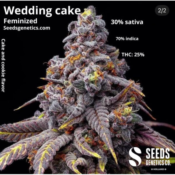 เมล็ดกัญชา Wedding Cake (Fem) - Seeds Genetics.Co - Image 5