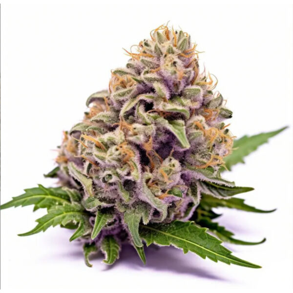 เมล็ดกัญชา Wedding Cake (Fem) - Seeds Genetics.Co - Image 4