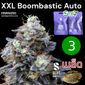 เมล็ดกัญชา XXL Boombastic (Auto) - Seeds Genetics.Co