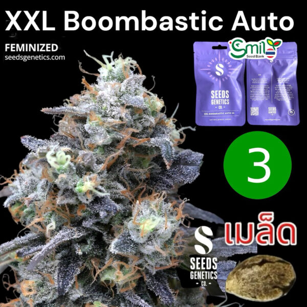 เมล็ดกัญชา XXL Boombastic (Auto) - Seeds Genetics.Co