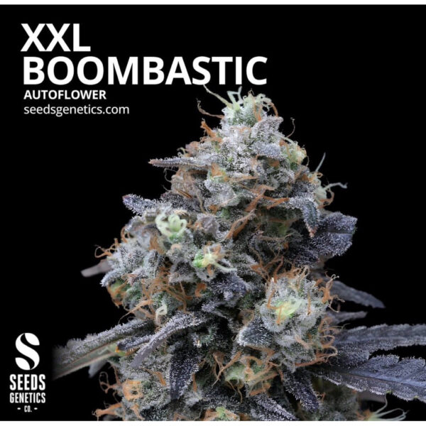 เมล็ดกัญชา XXL Boombastic (Auto) - Seeds Genetics.Co - Image 2