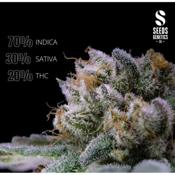 เมล็ดกัญชา XXL Boombastic (Auto) - Seeds Genetics.Co - Image 5