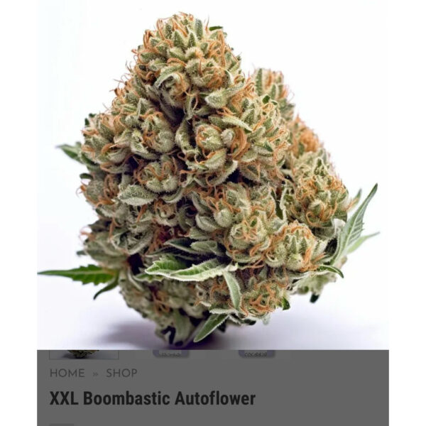 เมล็ดกัญชา XXL Boombastic (Auto) - Seeds Genetics.Co - Image 4