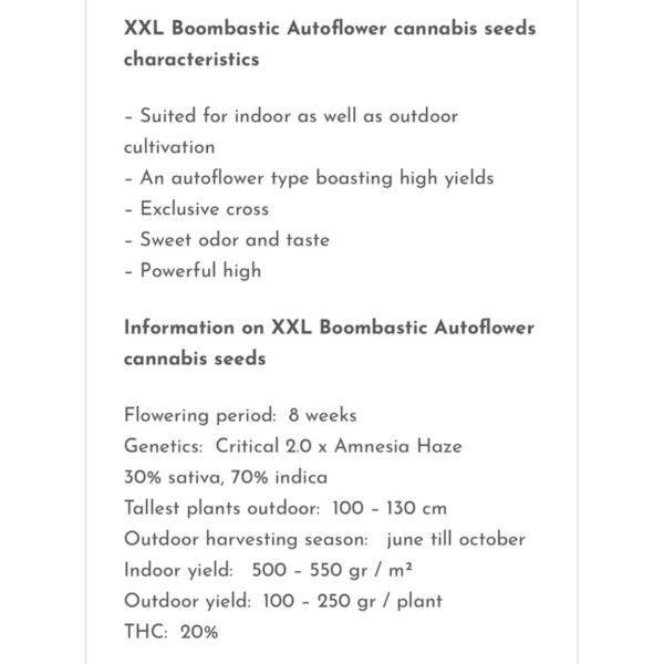 เมล็ดกัญชา XXL Boombastic (Auto) - Seeds Genetics.Co - Image 3