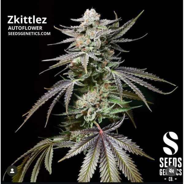 เมล็ดกัญชา  Zkittlez (Auto) - Seeds Genetics.Co - Image 2
