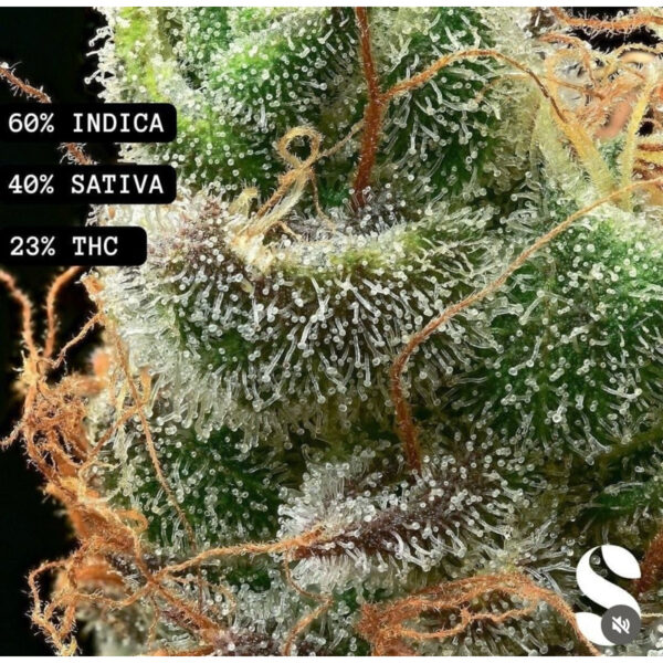 เมล็ดกัญชา  Zkittlez (Auto) - Seeds Genetics.Co - Image 4