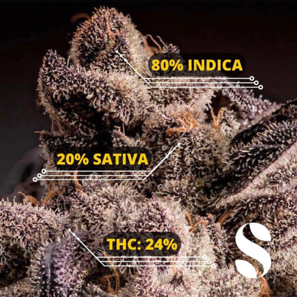 เมล็ดกัญชา Zkittlez (Fem) - Seeds Genetics.Co - Image 6