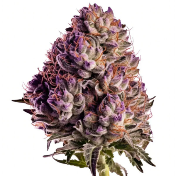 เมล็ดกัญชา Blueberry (Fem) - Seeds Genetics.Co - Image 7