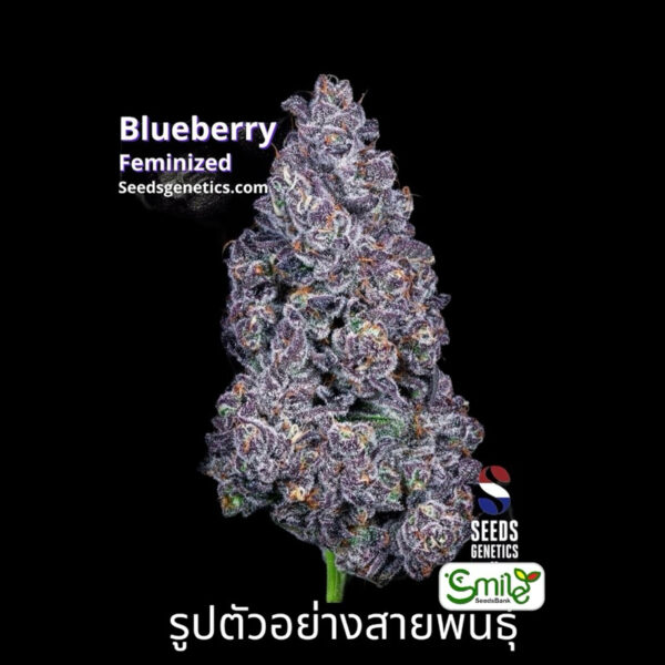 เมล็ดกัญชา Blueberry (Fem) - Seeds Genetics.Co - Image 6