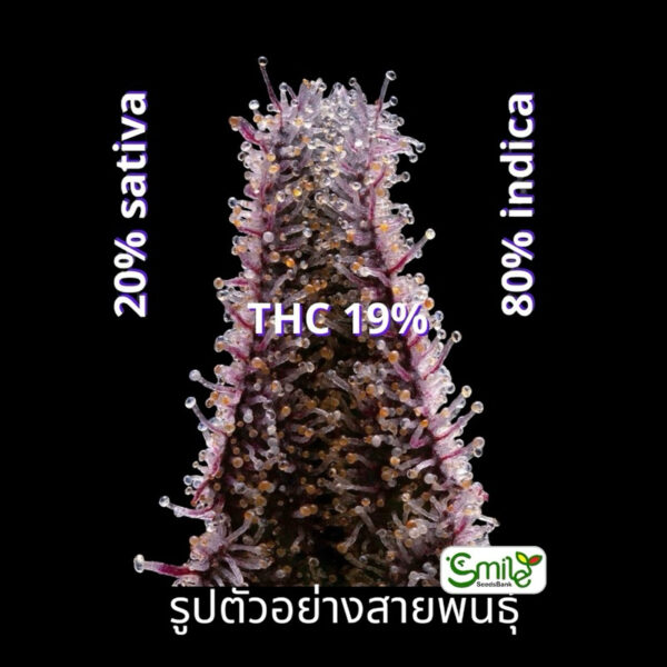 เมล็ดกัญชา Blueberry (Fem) - Seeds Genetics.Co - Image 5