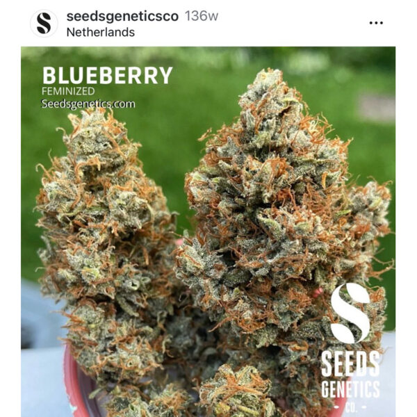 เมล็ดกัญชา Blueberry (Fem) - Seeds Genetics.Co - Image 4