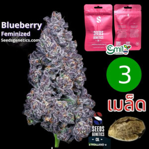เมล็ดกัญชา Blueberry (Fem) - Seeds Genetics.Co