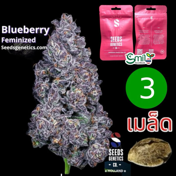 เมล็ดกัญชา Blueberry (Fem) - Seeds Genetics.Co