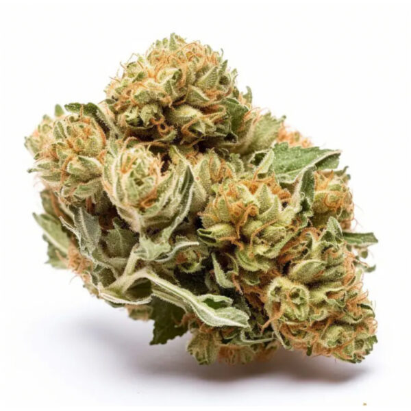 เมล็ดกัญชา Bruce Banner (Fem) - Seeds Genetics.Co - Image 2