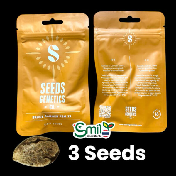 เมล็ดกัญชา Bruce Banner (Fem) - Seeds Genetics.Co - Image 3