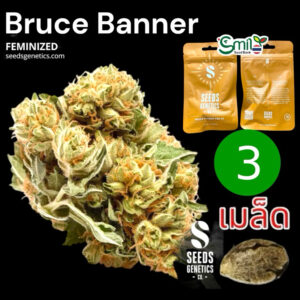 เมล็ดกัญชา Bruce Banner (Fem) - Seeds Genetics.Co
