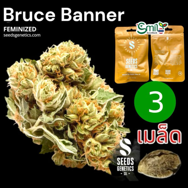 เมล็ดกัญชา Bruce Banner (Fem) - Seeds Genetics.Co