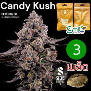 เมล็ดกัญชา Candy Kush (Fem) - Seeds Genetics.Co