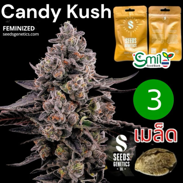 เมล็ดกัญชา Candy Kush (Fem) - Seeds Genetics.Co
