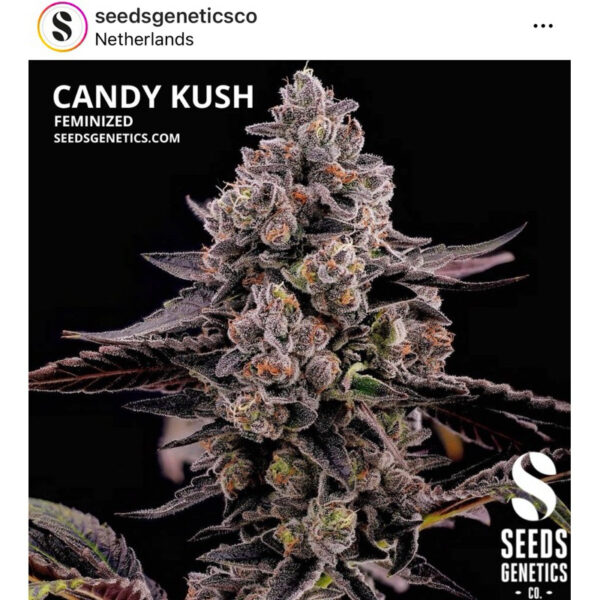 เมล็ดกัญชา Candy Kush (Fem) - Seeds Genetics.Co - Image 2