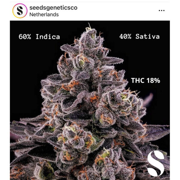 เมล็ดกัญชา Candy Kush (Fem) - Seeds Genetics.Co - Image 8