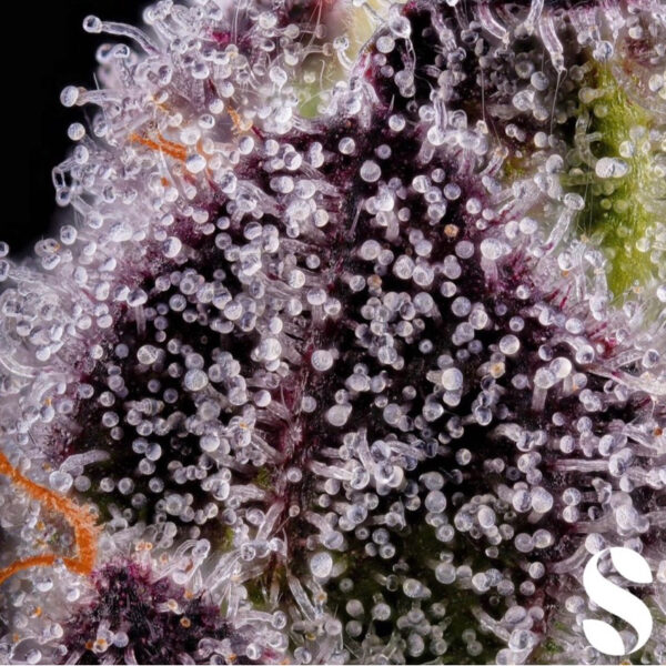 เมล็ดกัญชา Candy Kush (Fem) - Seeds Genetics.Co - Image 7