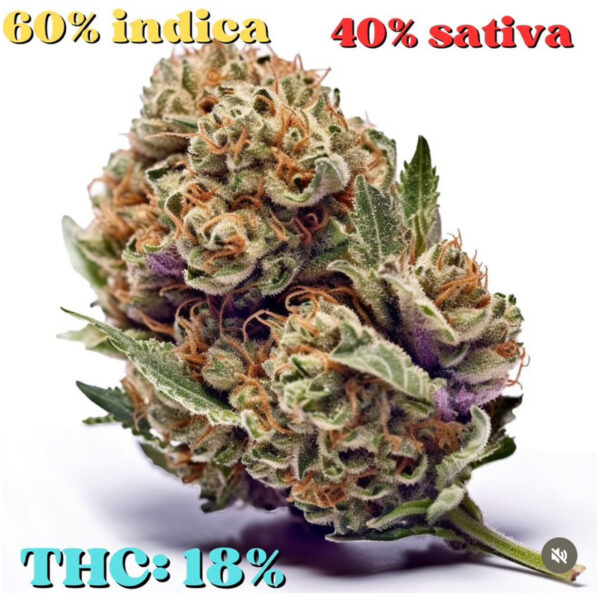 เมล็ดกัญชา Candy Kush (Fem) - Seeds Genetics.Co - Image 6