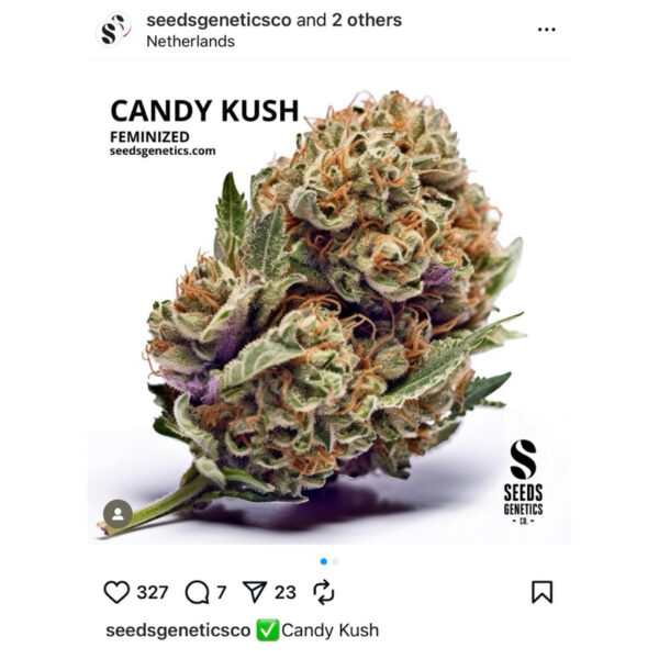 เมล็ดกัญชา Candy Kush (Fem) - Seeds Genetics.Co - Image 5