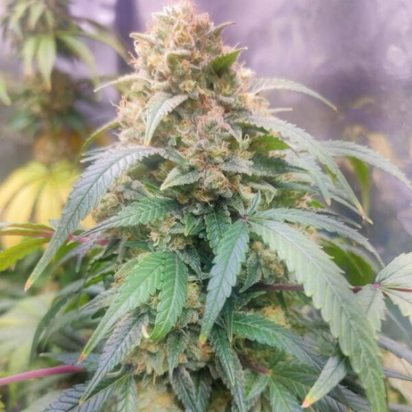 เมล็ดกัญชา Caramel (Fem) - Seeds Genetics.Co - Image 3