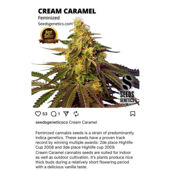 เมล็ดกัญชา Caramel (Fem) - Seeds Genetics.Co - Image 2