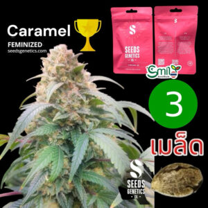 เมล็ดกัญชา Caramel (Fem) - Seeds Genetics.Co