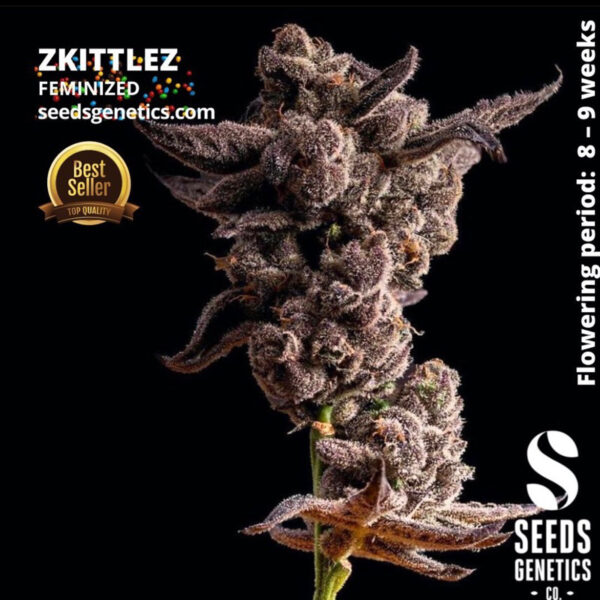 เมล็ดกัญชา Zkittlez (Fem) - Seeds Genetics.Co - Image 7