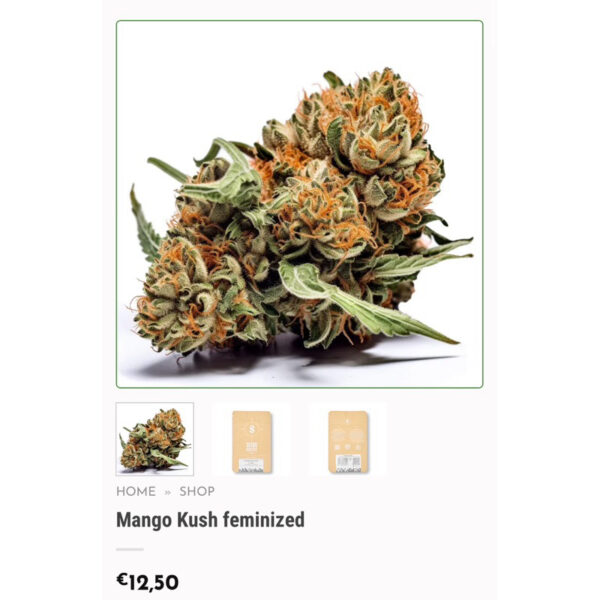 เมล็ดกัญชา Mango Kush (Fem) ใหม่* -  Seeds Genetics.Co - Image 2