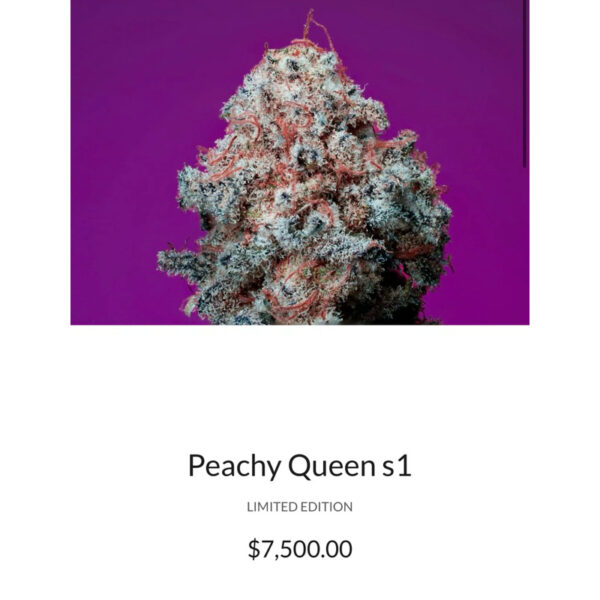 เมล็ดกัญชา Peachy Queen S1 (Fem) - Copycat Genetix - Image 6