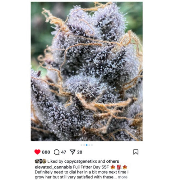 เมล็ดกัญชา Fuji Fritter S1(Fem) - Copycat Genetix - Image 5