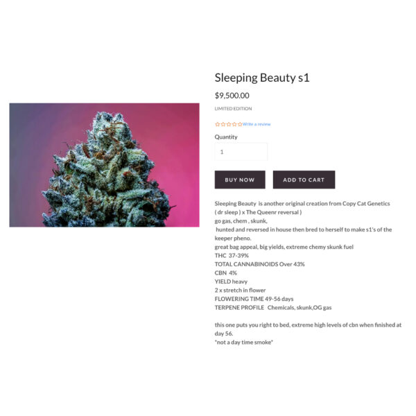 เมล็ดกัญชา Sleeping Beauty S1 (Fem) - Copycat Genetix - Image 3