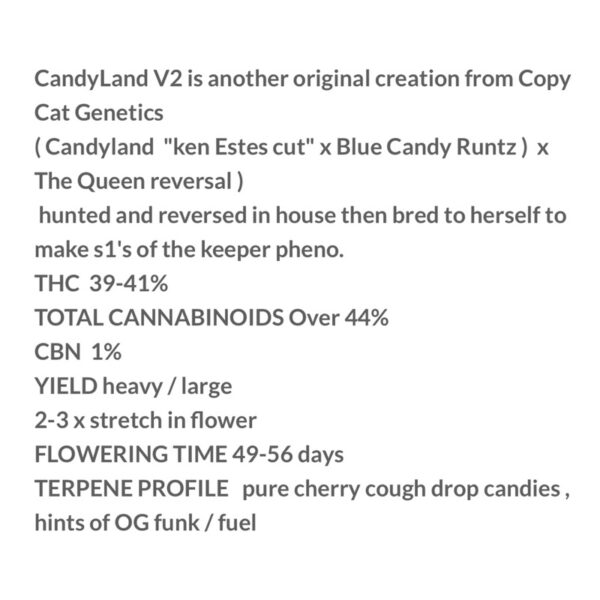 เมล็ดกัญชา CandyLand V2 S1 (Fem) - Copycat Genetix - Image 2