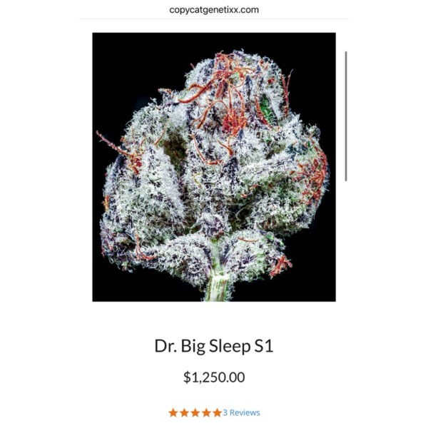 เมล็ดกัญชา Dr Big Sleep S1 (Fem) - Copycat Genetix - Image 3