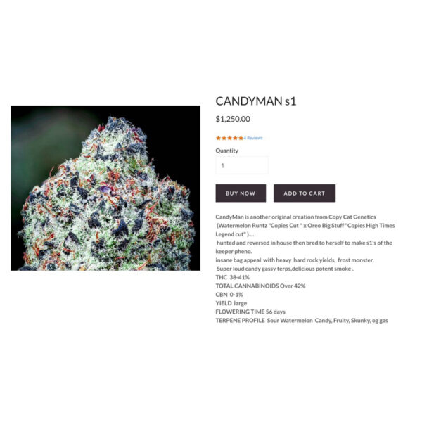 เมล็ดกัญชา Candyman S1 (Fem) - Copycat Genetix - Image 2