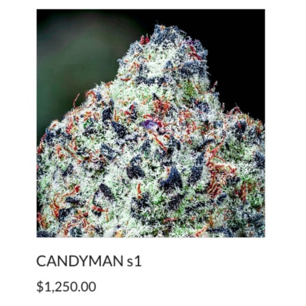 เมล็ดกัญชา Candyman S1 (Fem) - Copycat Genetix - Image 3