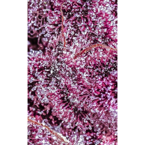 เมล็ดกัญชา Pink Diamond S1 (Fem) - Copycat Genetix - Image 5