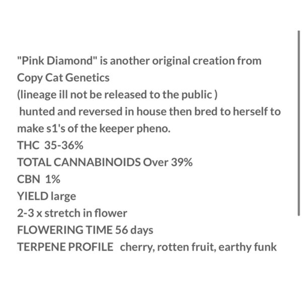 เมล็ดกัญชา Pink Diamond S1 (Fem) - Copycat Genetix - Image 6