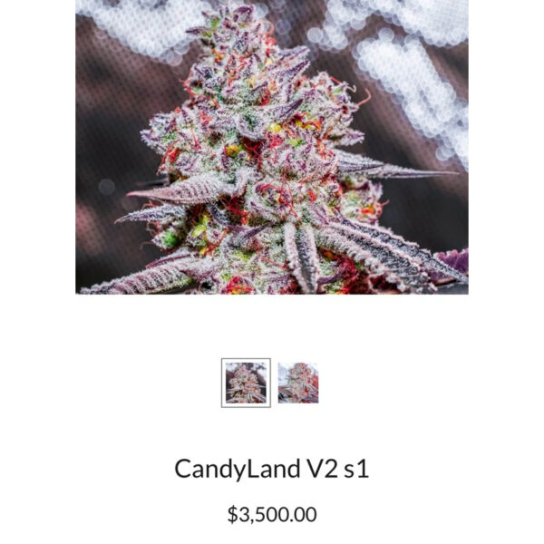 เมล็ดกัญชา CandyLand V2 S1 (Fem) - Copycat Genetix - Image 3