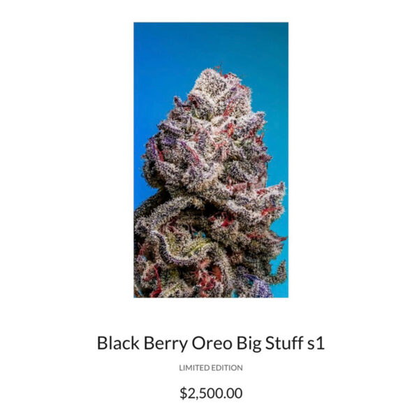 เมล็ดกัญชา Black Berry Oreo Big Stuff S1 (Fem) - Copycat Genetix - Image 3