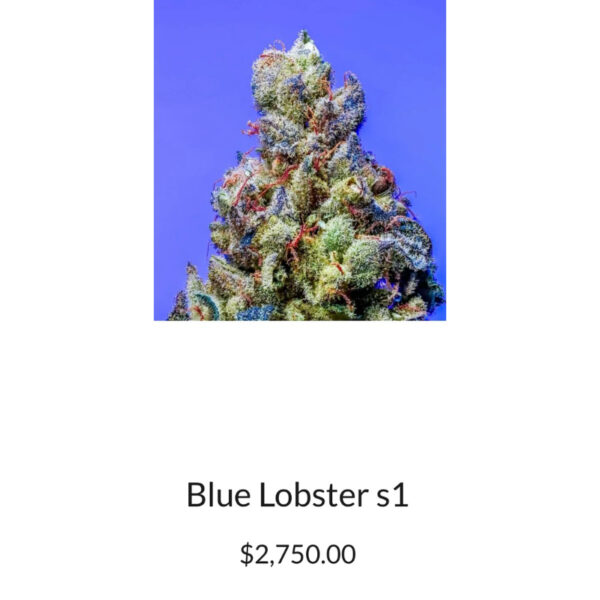 เมล็ดกัญชา Blue Lobster S1 (Fem) ใหม่* - Copycat Genetix - Image 2